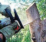 Best Arborist Consultation Services  in Carolina Shores, NC