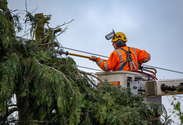 Best Tree and Shrub Care  in Carolina Shores, NC