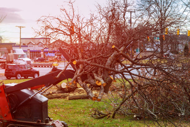 Best Fruit Tree Pruning  in Carolina Shores, NC