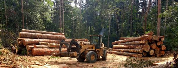 Best Storm Damage Tree Cleanup  in Carolina Shores, NC