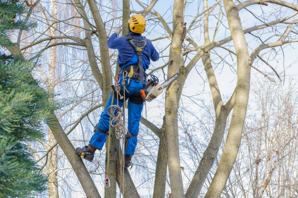 Best Aeration Services  in Carolina Shores, NC