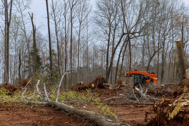 Best Tree Trimming and Pruning  in Carolina Shores, NC
