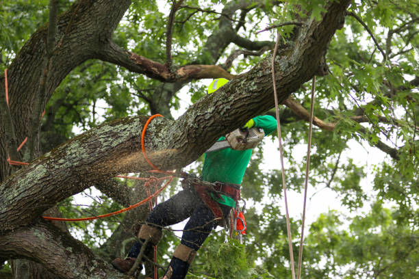 Best Palm Tree Trimming  in Carolina Shores, NC
