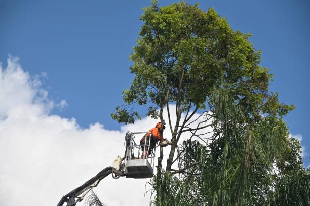 Best Leaf Removal  in Carolina Shores, NC