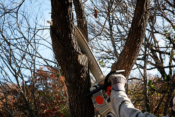 Best Soil Testing and Treatment  in Carolina Shores, NC