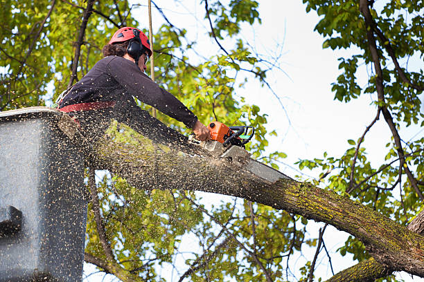 Best Tree Removal  in Carolina Shores, NC