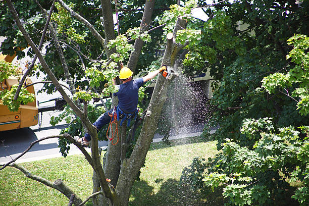 Carolina Shores, NC Tree Care Company