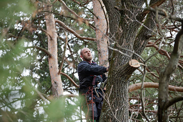 Best Hazardous Tree Removal  in Carolina Shores, NC